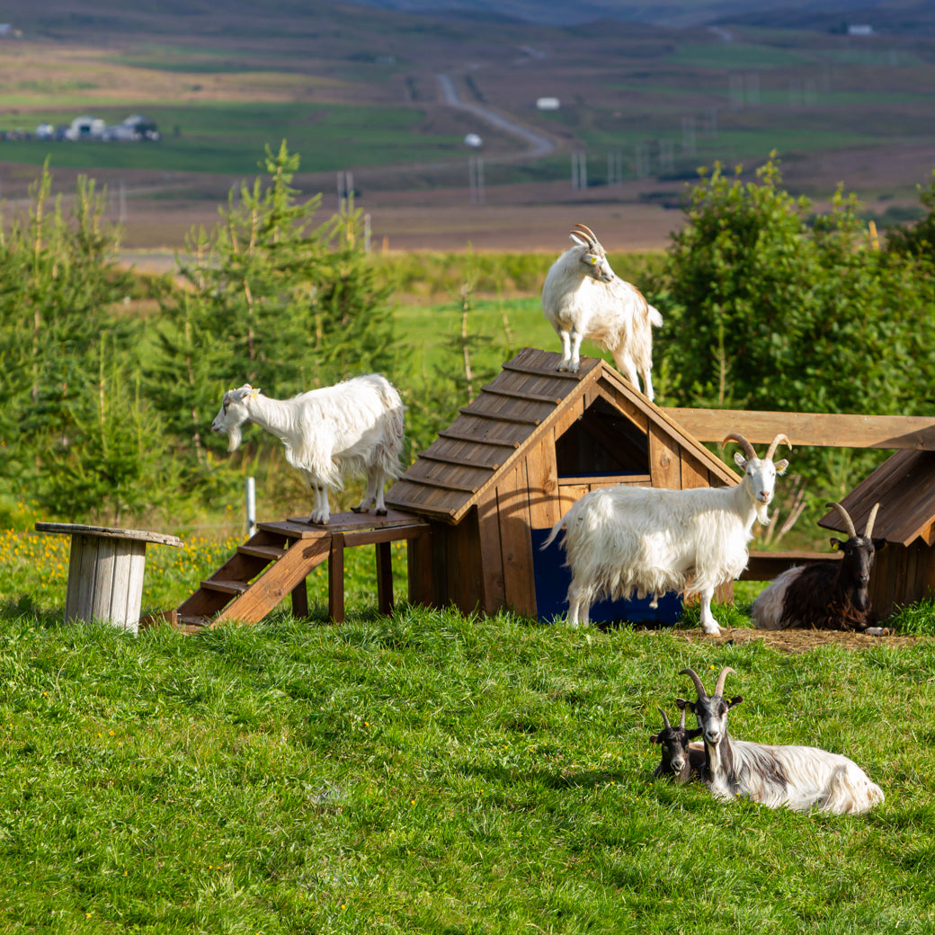 Húsdýragarðurinn Brúnastöðum