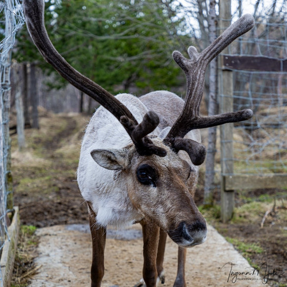 Fyrirtækjaheimsóknir á Austurland!